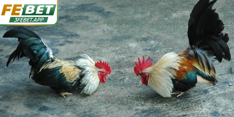 Các loại hình thi đấu mang cảm giác hồi hộp liên tục