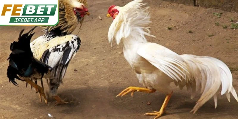Ưu điểm nổi bật nâng trải nghiệm đá gà Febet hoàn hảo